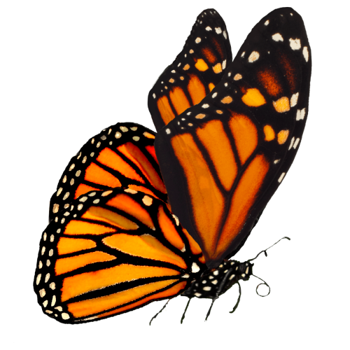 cBRCa8-orange-butterfly-photo-grass-tree-branch-landing