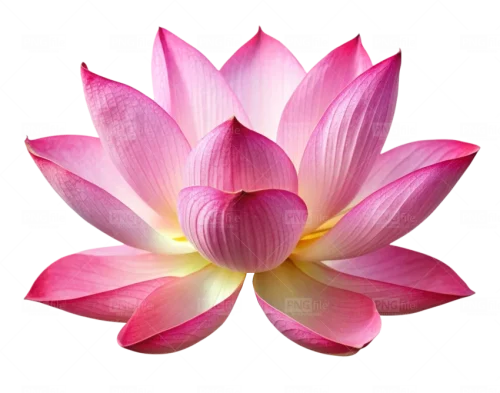 lotus-flower-png-image-11724574687xviekjqbew