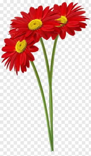 transparent-blumen-flower-red-daisies-yellow-center-green-stem-bright-cheerful-red-daisies-in-high-1710835090675